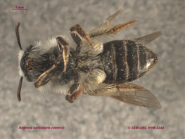 Photo of Andrena barbilabris by Spencer Entomological Museum